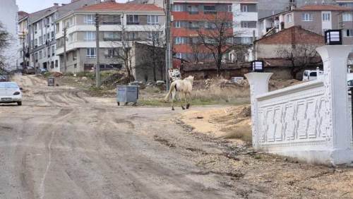 Eskişehir sokaklarında dolaşıyorlar, vatandaş tedirgin!
