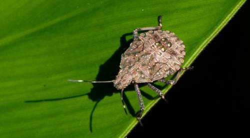 Eskişehir tarımı için büyük tehlike: Hızla yayılıyor!