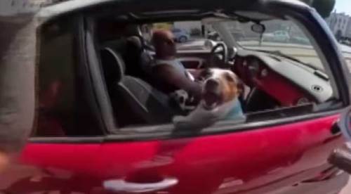 Eskişehir trafiğinde komik anlar: İşte köpeğin şaşırtan tepkisi