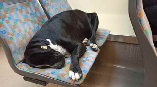 Eskişehir tramvayında aynı görüntü