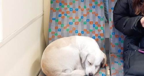 Eskişehir tramvayında sıcak yolculuk: Kapılar onun için açıldı