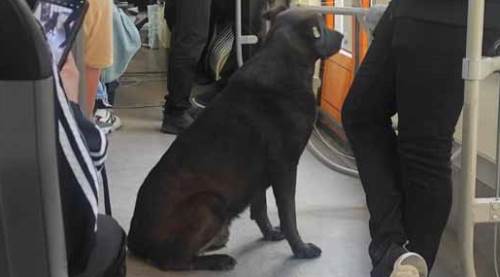 Eskişehir tramvayları onlara da hizmet veriyor!