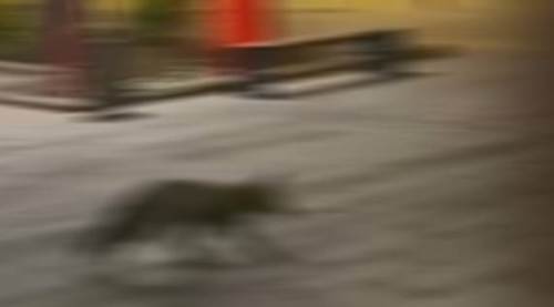 Eskişehir Tren Garı'nda beklenmedik misafir: Herkes telefona sarıldı!