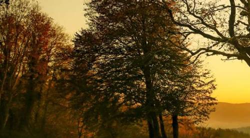 Eskişehir ve Afyonkarahisar'da bu ormanlara girmek yasaklanıyor