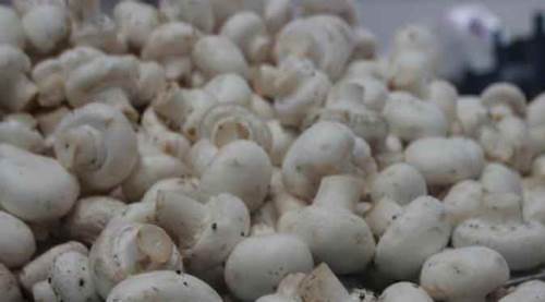 Eskişehir ve Bilecik'te yetişiyor, kapış kapış satılıyor!