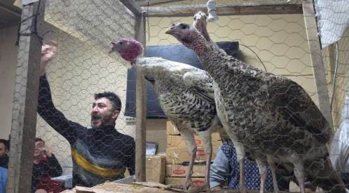 Eskişehir ve Bursa'dan gelen bile var: Bu tavuklar altın değerinde!