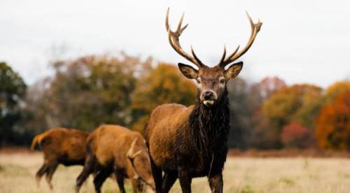 Eskişehir ve Kütahya’daki geyik ihalesi tartışma yarattı