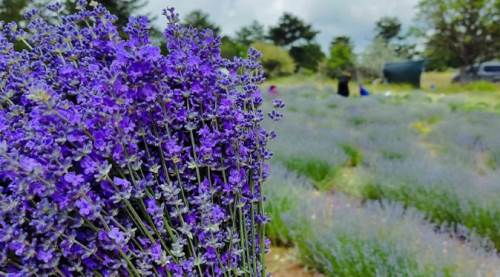Eskişehirli ailenin ürününe talep büyük!