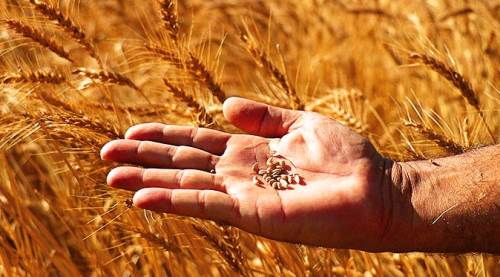 Eskişehirli çiftçi yeni bir yol arıyor: Yandık, kavrulduk!