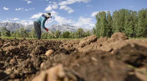 Eskişehirli çiftçilere belediyeden önemli duyuru: 11 Ağustos günü...