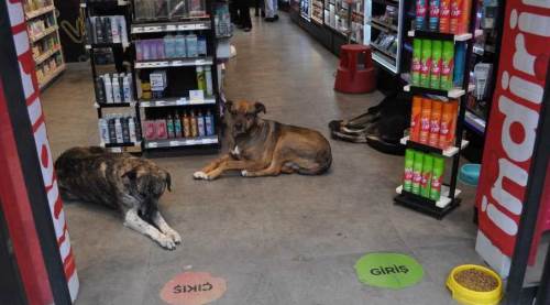 Eskişehirli esnaf kapılarını onlar için açtı