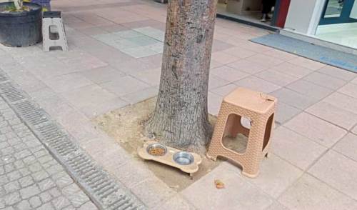 Eskişehirli esnaftan sokak köpeklerine mama desteği