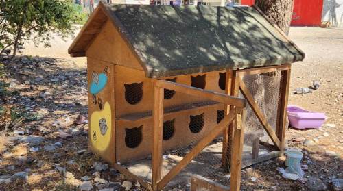 Eskişehirli hayvanseverden sokak kedilerine sıcak yuva