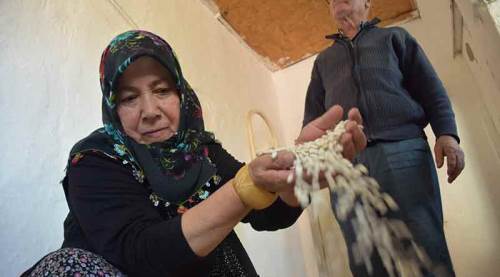 Eskişehirli kadın üreticinin ata tohumları geleceğe miras