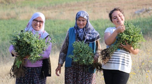 Eskişehirli nohut üreticisinin yüzü gülüyor