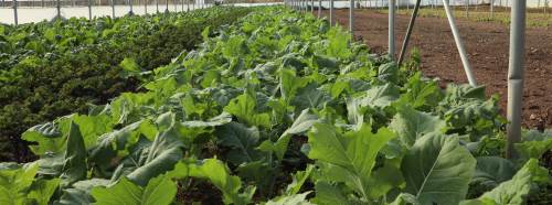 Eskişehirli tüketiciye iyi haber: Organik ürünler tam not aldı!