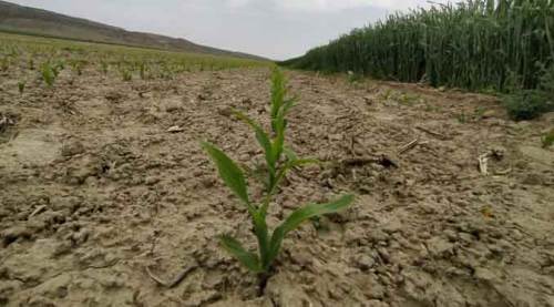 Eskişehirli üretici "sarı altın"a yöneldi!