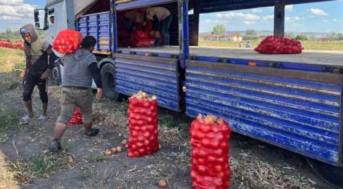 Eskişehirli üreticinin yüzü güldü: Beklenti 12 bin ton civarı