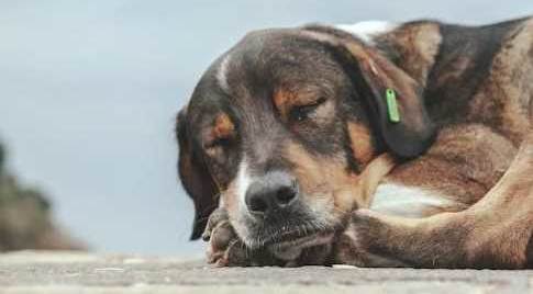 Eskişehirli vatandaş sokak hayvanları için yardım bekliyor!