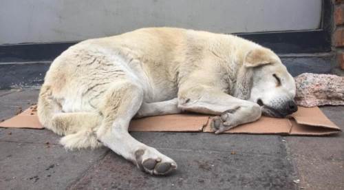 Eskişehirli vatandaşlar tramvaylardaki sevimli dostlardan memnun