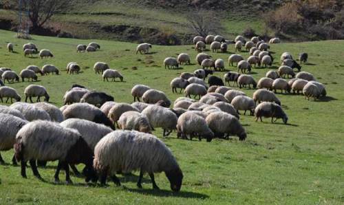 Eskişehirli yetiştiricilere müjde: Bakanlık destekleri açıkladı