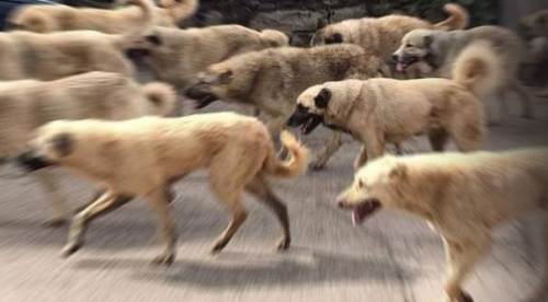 Eskişehirliler bu köpek çetelerinden çok rahatsız oluyor
