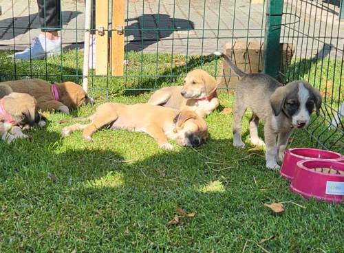 Eskişehirliler dikkat: "Satın alma, sahiplen"	