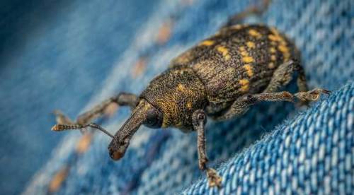 Eskişehirliler dikkat: Böcek ısırığı deyip geçmeyin