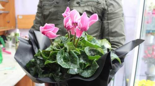 Eskişehirliler kış gelirken çiçek bakımında bunlara dikkat edin!