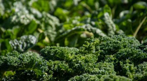 Eskişehirliler not edin: İşte dünyanın en sağlıklı seçilen sebzeleri...