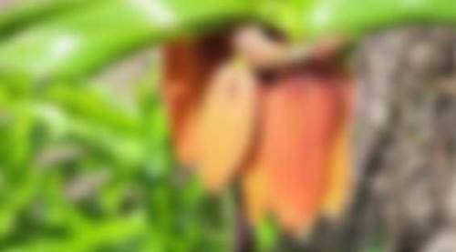 Eskişehirliler onu gözü gibi koruyor: Cezası 700 bin TL!