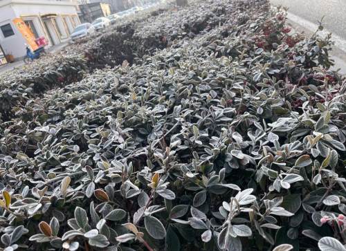 Eskişehirliler soğuk bir sabaha uyandı