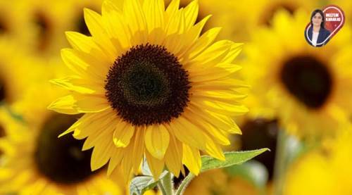 Eskişehirliler zam göründü: Yemekler yağsız kalmadan... 