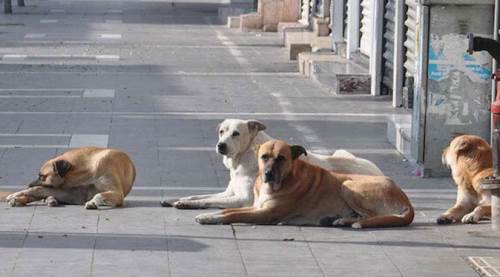 Eskişehirlileri de bezdiren sorun: İsterseniz birkaç ayda...