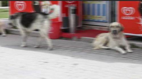 Eskişehirlileri tedirgin eden olay: Yaşadıklarını anlattılar