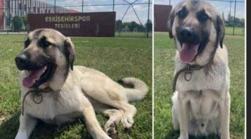 Eskişehirspor'da şimdi de "Mayk" şoku!