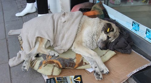 Esnaftan sokak köpeklerine şefkat