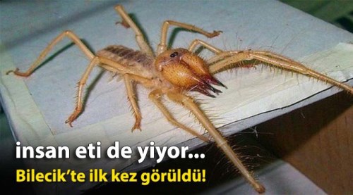 Et yiyen örümcek Bilecik'te ilk kez görüldü