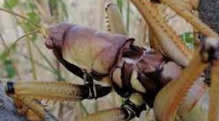 Etçil, devasa büyüklükte! Sıcaklar yüzünden...