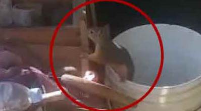 Ev sahibini şaşırtan "ceviz hırsızı"