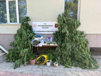 Ev Ve Arazilerine Kenevir Eken Şahıslara Jandarmadan Operasyon
