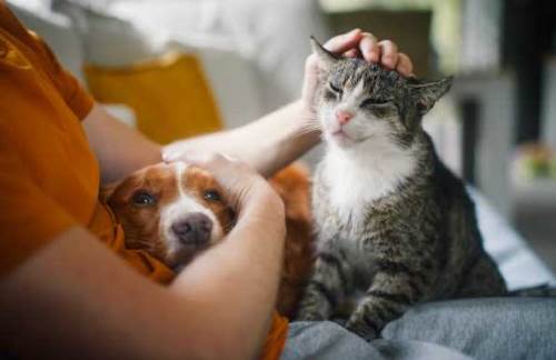 Evcil hayvan sahipleri bu tavsiyelere uyun: Hastalık dönemi kapıda!