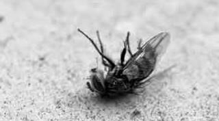 Evde küçük sinekler neden olur? Nasıl yok edilir?