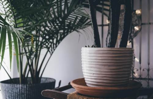 Evde zahmetsizce bakabileceğiniz 5 dekorasyon bitkisi