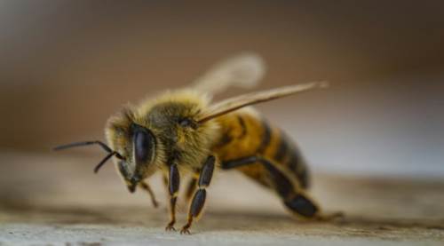 Eve Giren Arı Nasıl Çıkarılır? Panik Yapmadan Uygulanabilecek Etkili Yöntemler