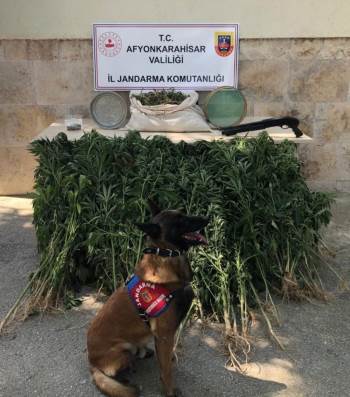 Eve Yapılan Baskında Esrar Ve Kenevir Ele Geçirildi
