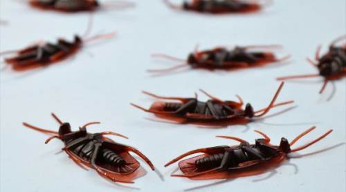 Evi İlaçlattım, Gece Evde Uyuyabilir Miyim? 