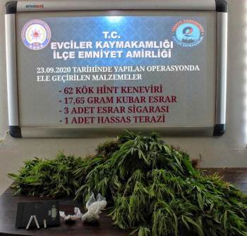 Evinin Bahçesinde Kenevir Yetiştiren Şahıs Tutuklandı
