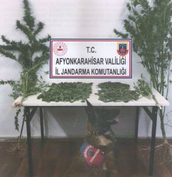 Evinin Bahçesinde Kenevir Yetiştiren Şahsı Jandarma Yakaladı
