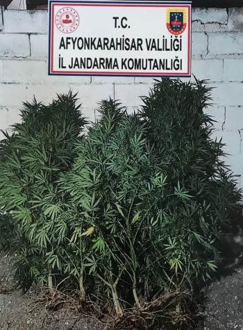 Evinin Bahçesine Kenevir Eken Şahsı Jandarma Yakaladı
